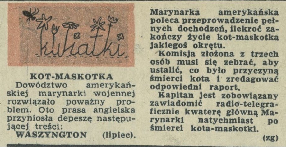 Kot-maskotka