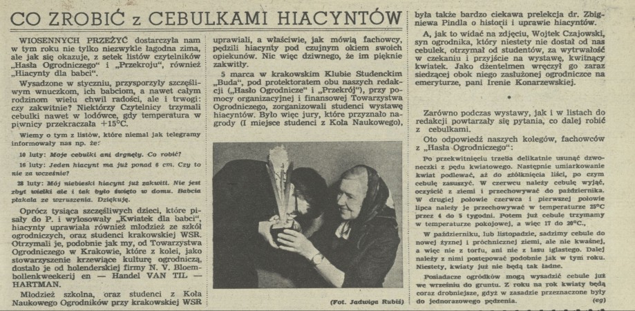 Co zrobić z cebulkami hiacyntów