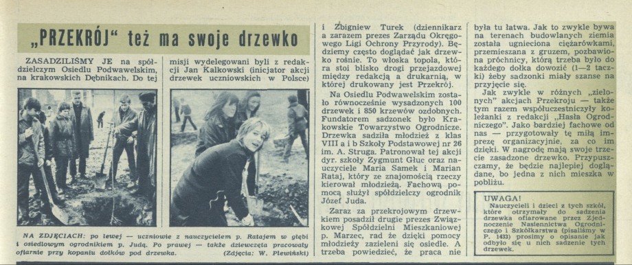 Przekrój też ma swoje drzewko