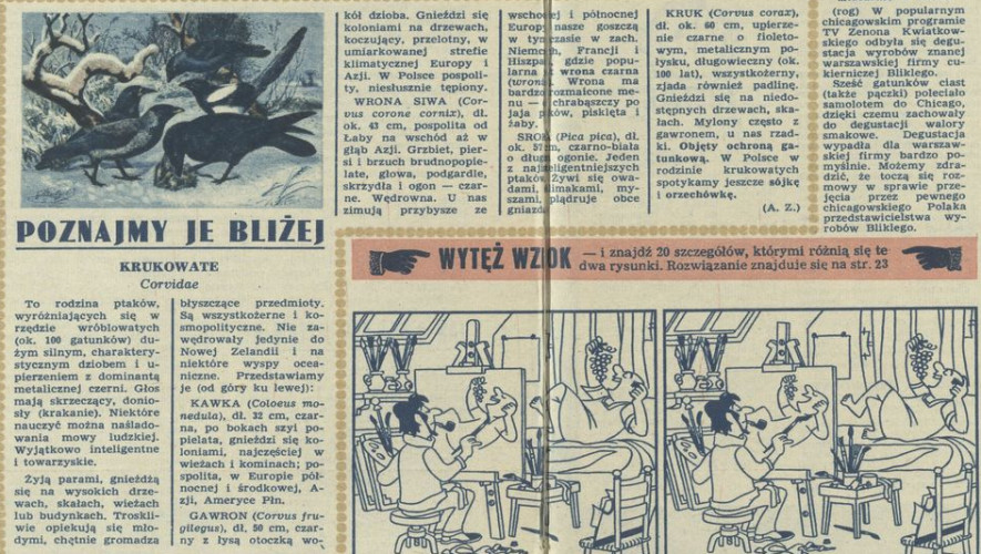 Poznajmy je bliżej – Krukowate