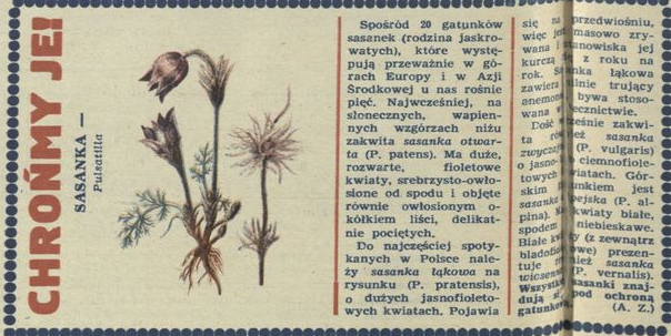 Chrońmy je! Sasanka