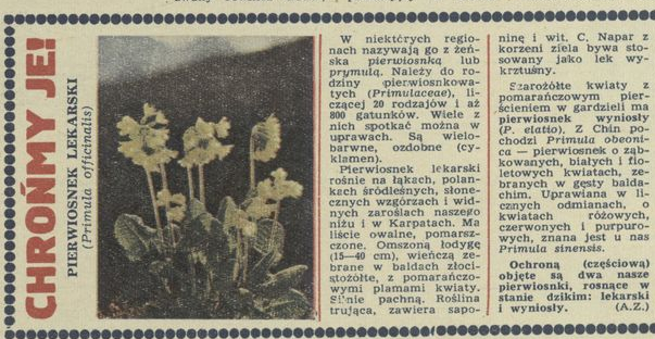 Chrońmy je! Pierwiosnek lekarski