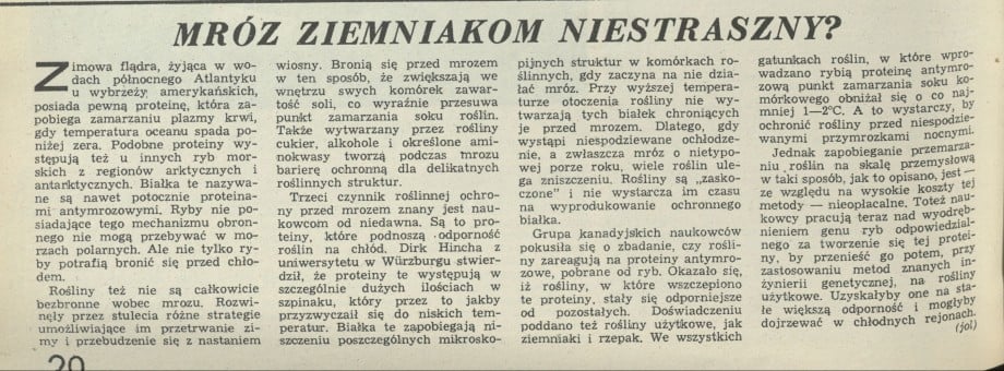 Mróz ziemniakom niestraszny