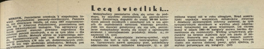 Lecą świetliki, lecą, lecą...