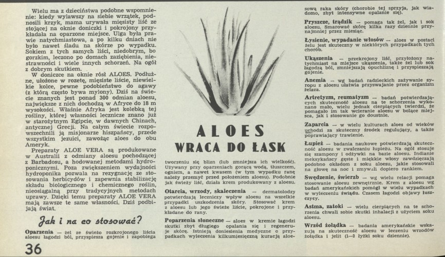 Aloes wraca do łask