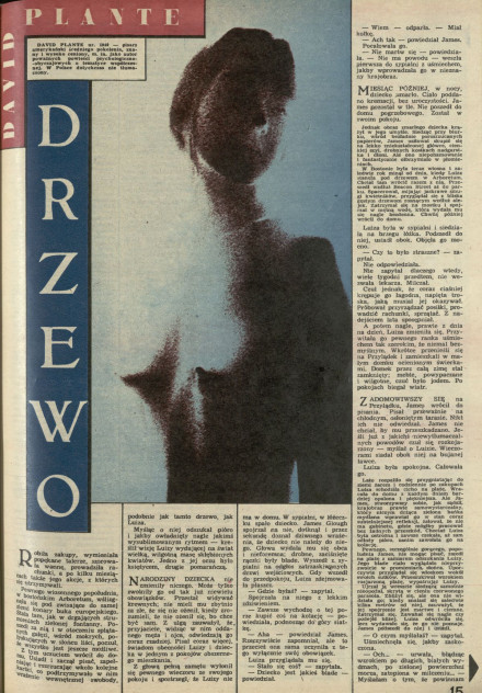 Drzewo