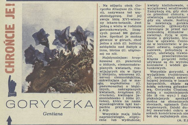 Chrońcie je! Goryczka