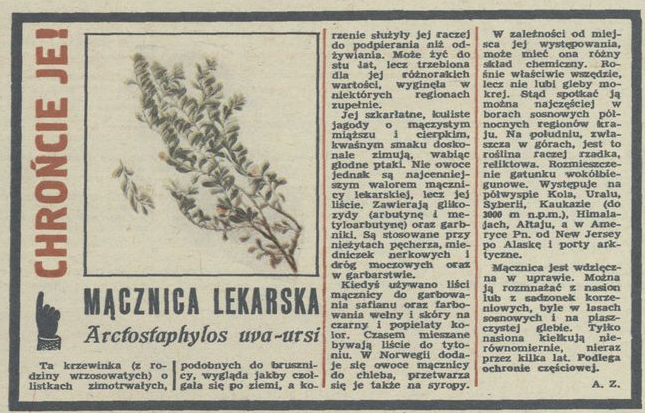 Chrońcie je! Mącznica lekarska