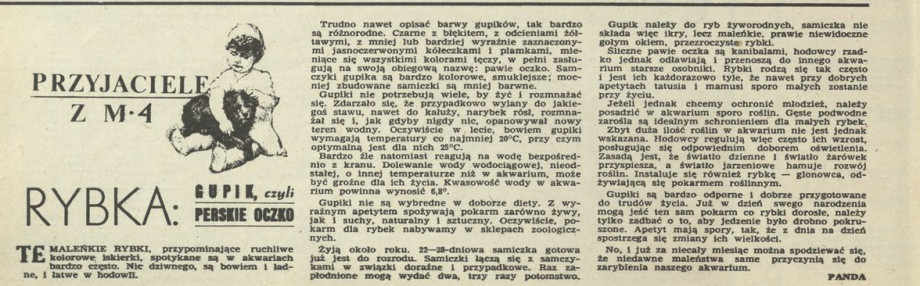 Przyjaciele z M4. RybkaL Gupik, czyli Perskie oczko